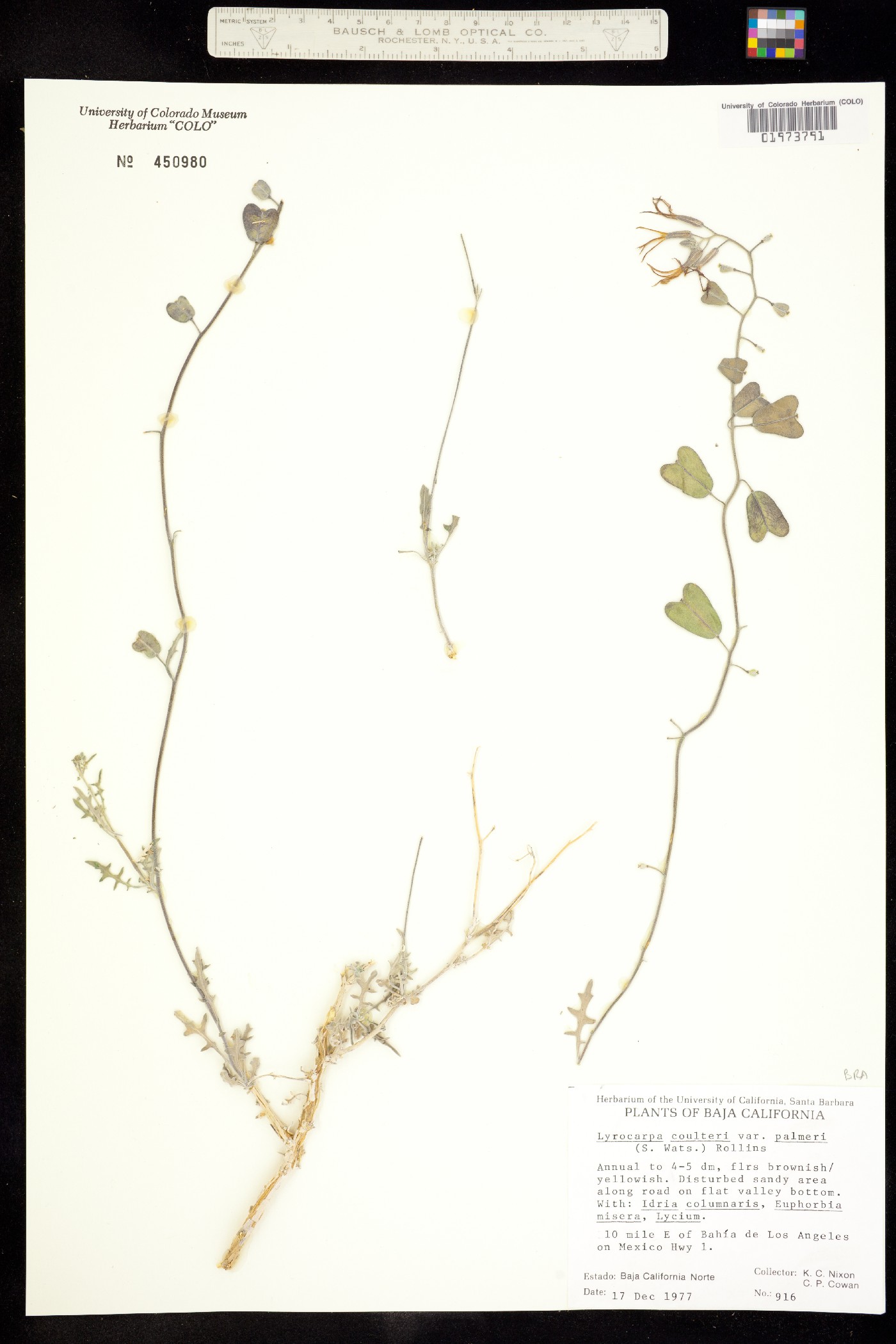 Lyrocarpa coulteri image