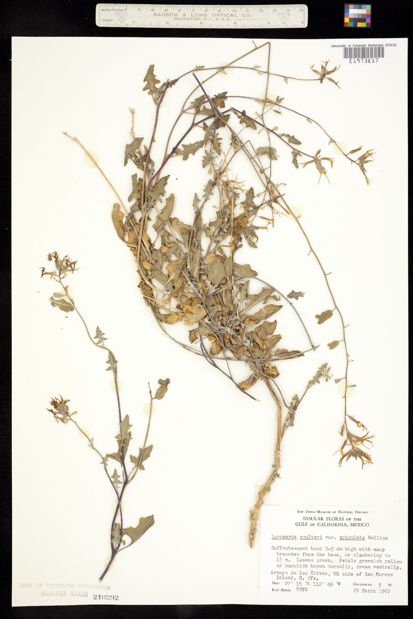 Lyrocarpa coulteri image