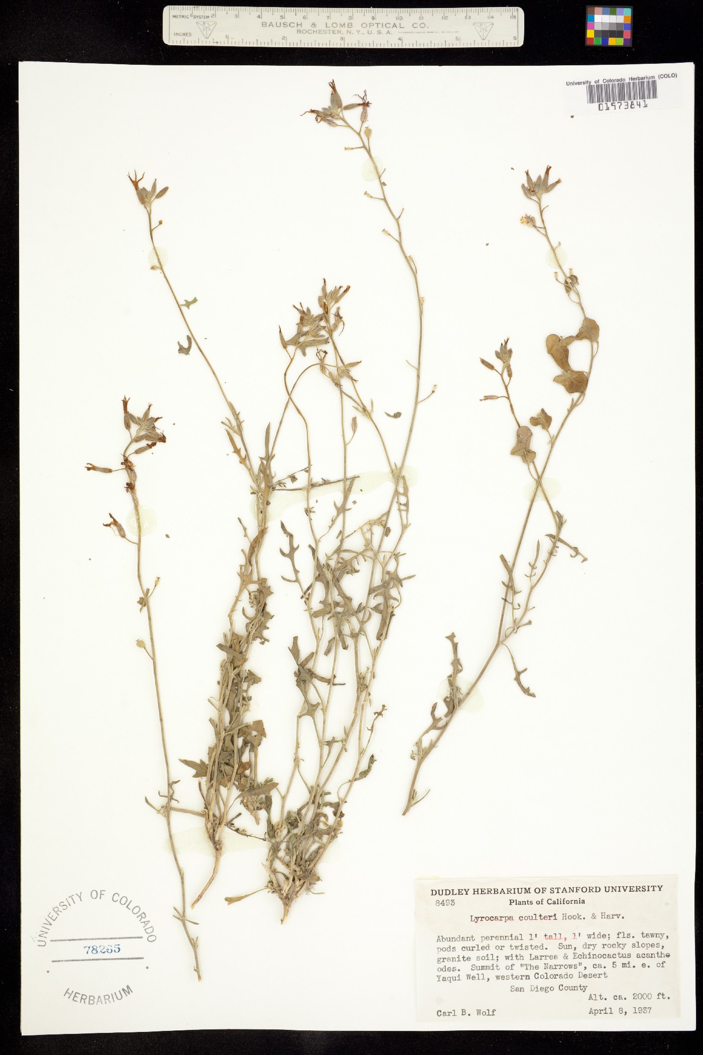 Lyrocarpa coulteri image