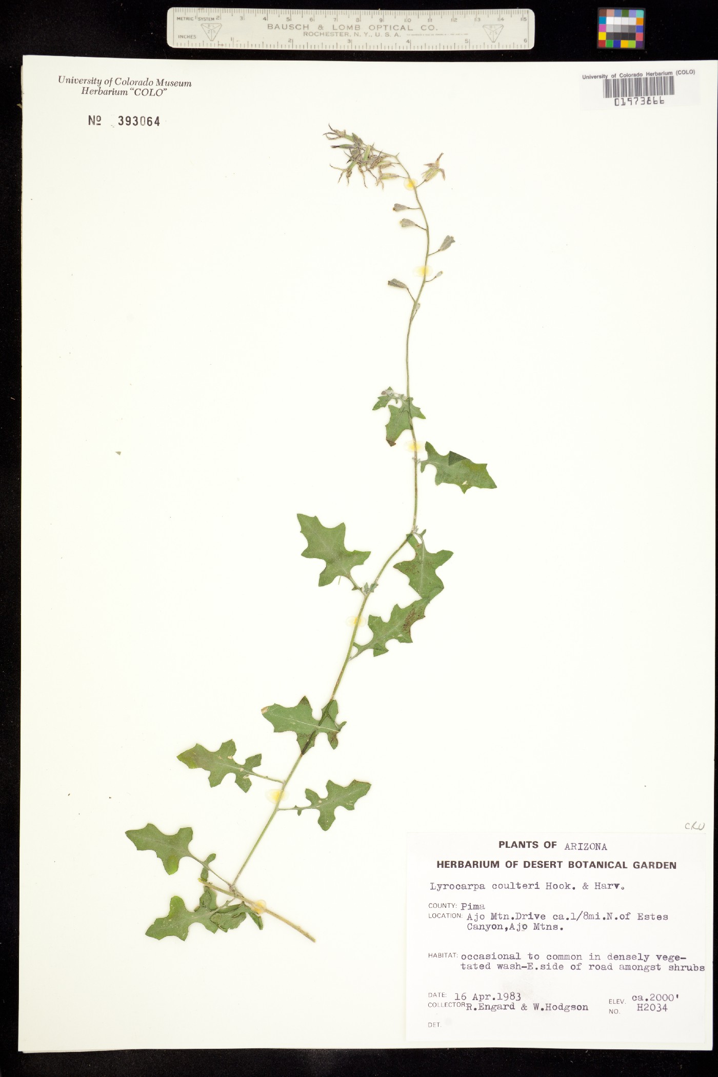Lyrocarpa coulteri image