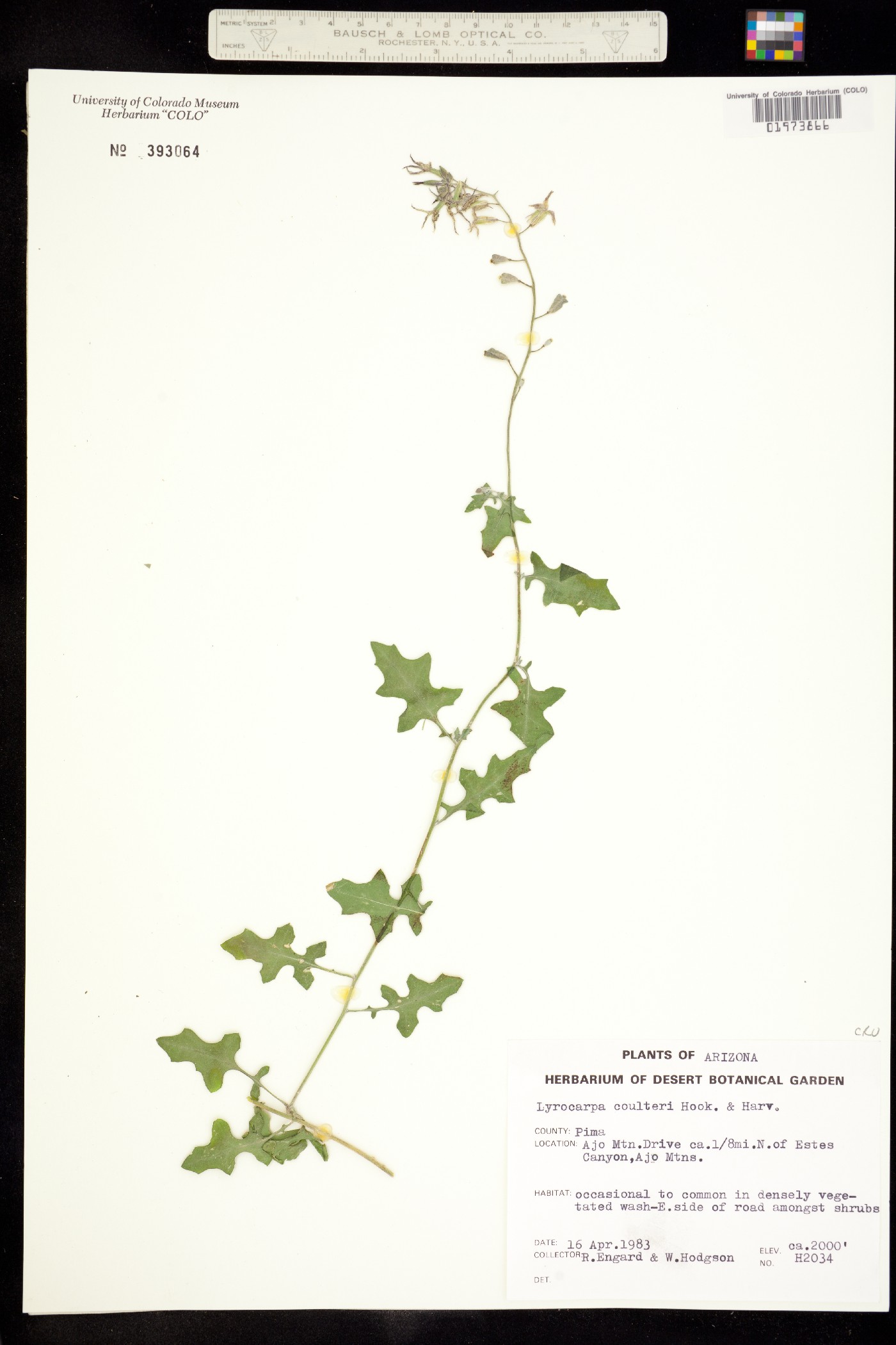 Lyrocarpa image