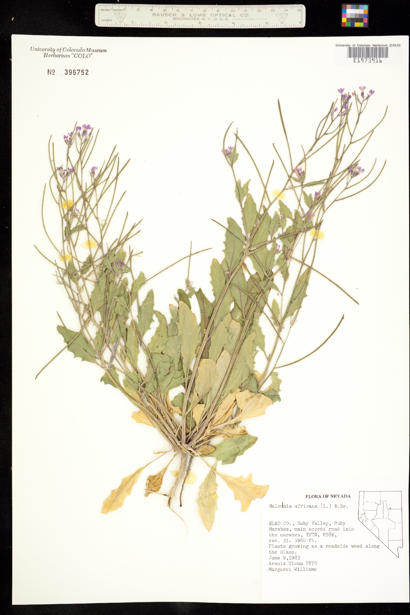 Strigosella africana image