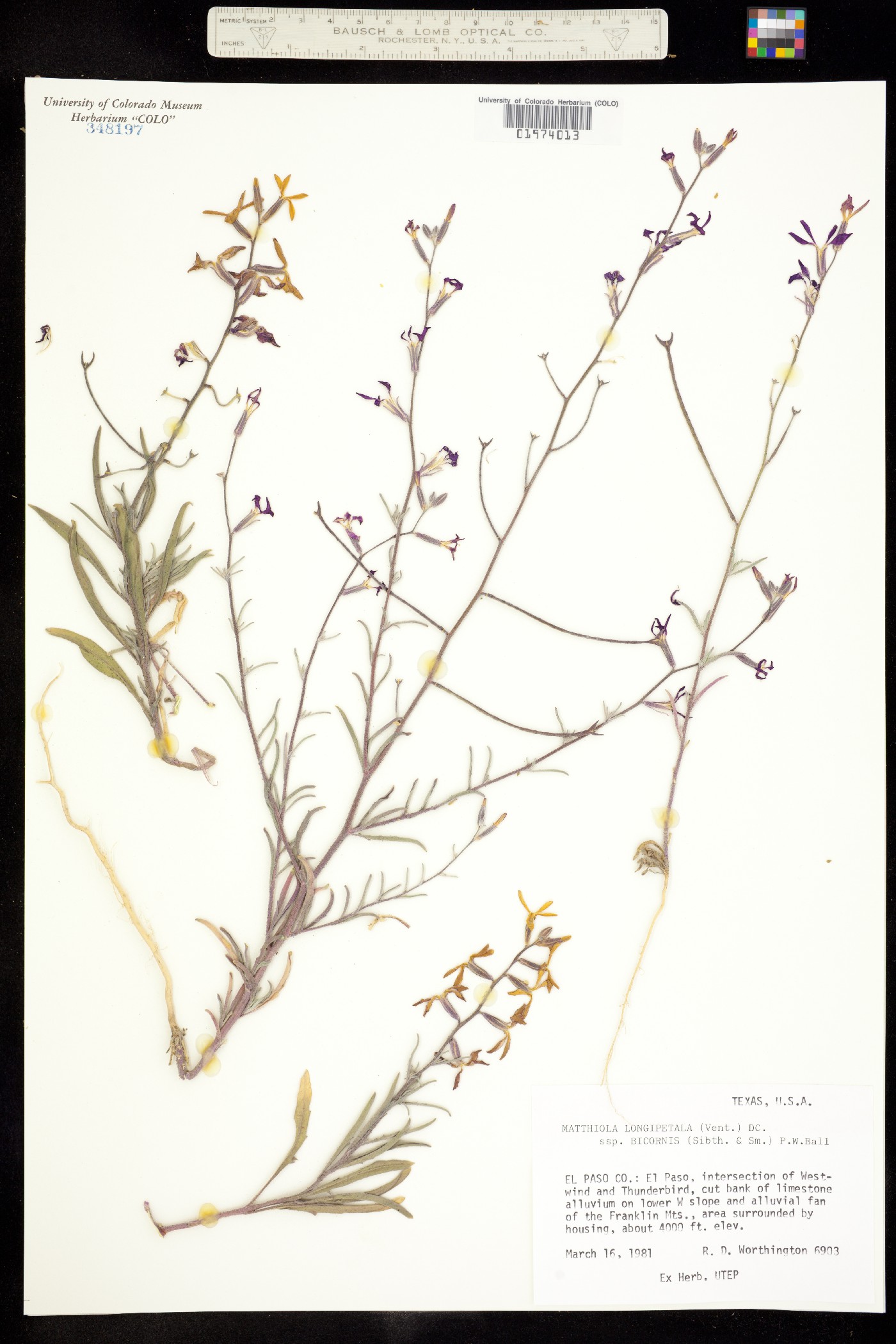 Matthiola longipetala image