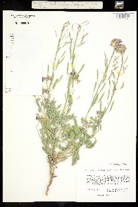 Image of Nerisyrenia camporum