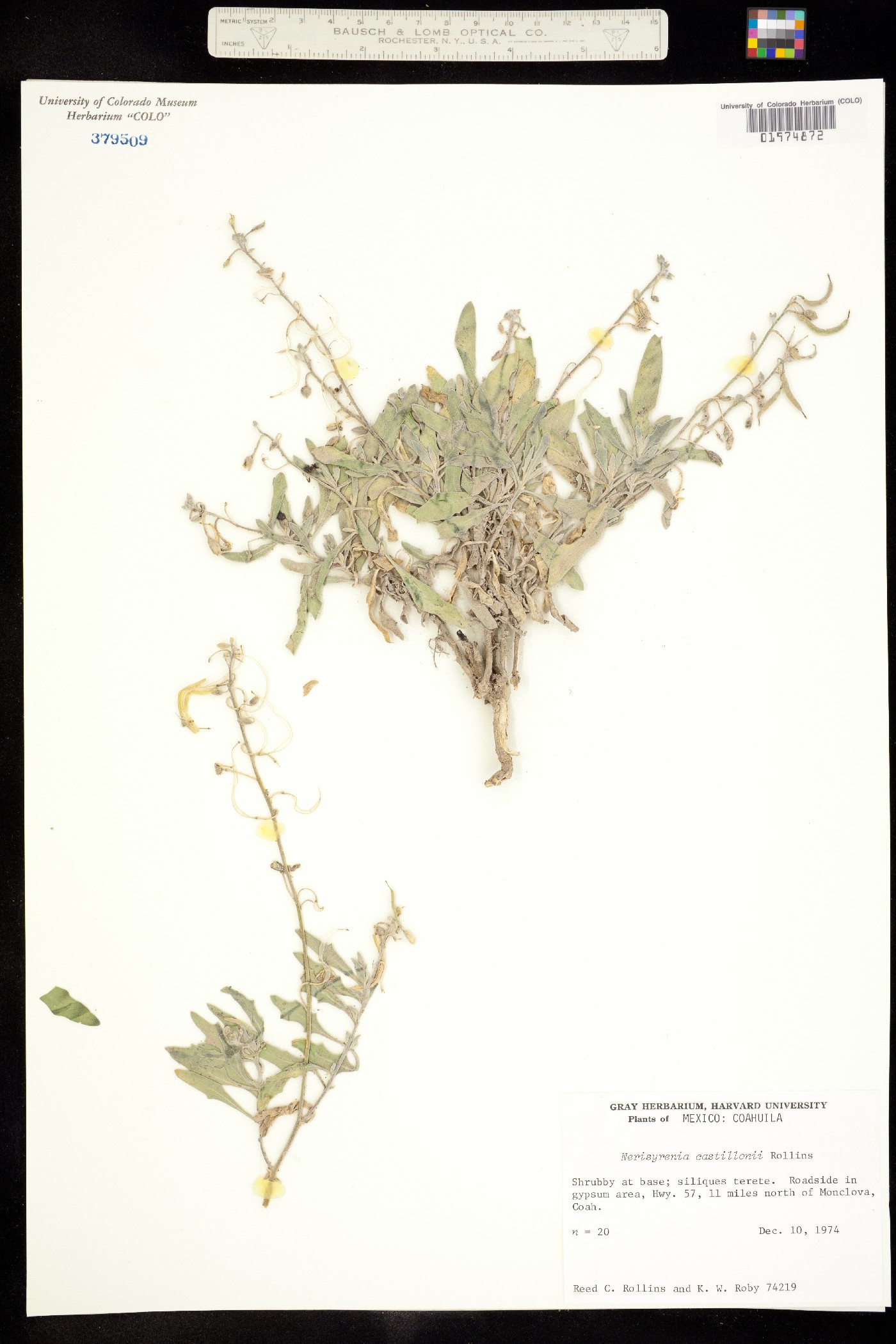 Nerisyrenia castillonii image