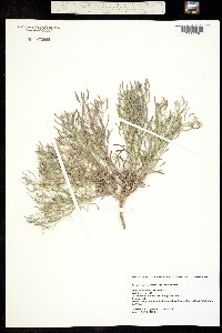 Image of Nerisyrenia linearifolia