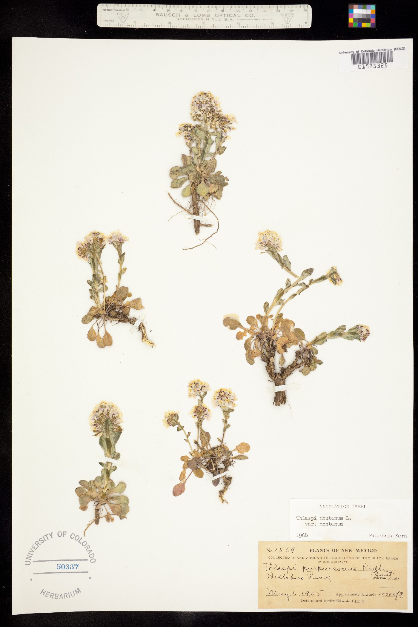 Noccaea fendleri ssp. glauca image