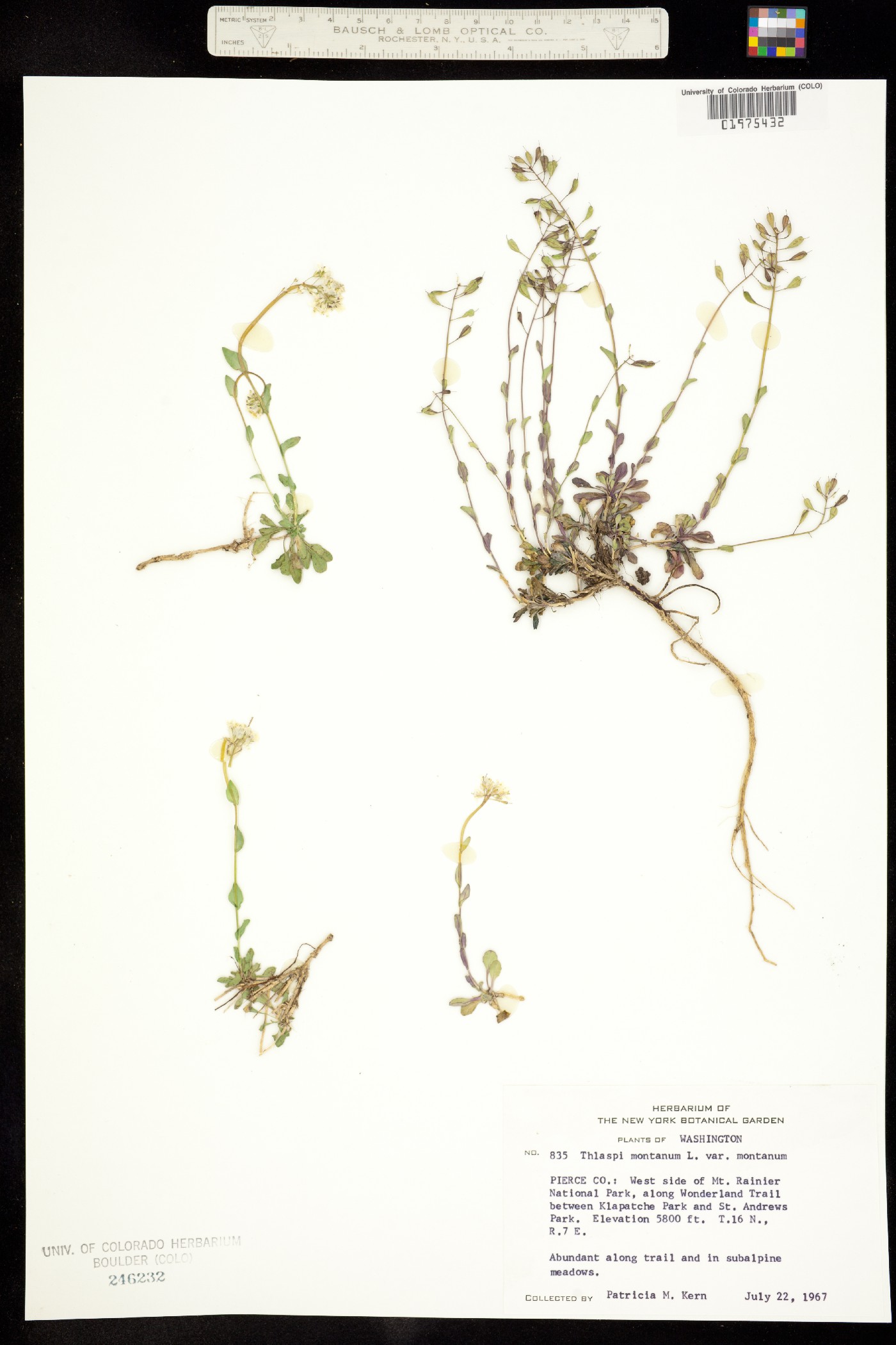 Noccaea fendleri ssp. fendleri image