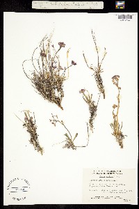 Parrya arctica image