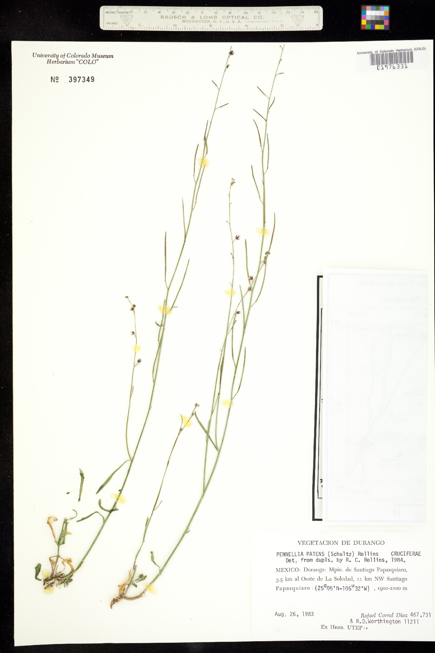 Pennellia patens image