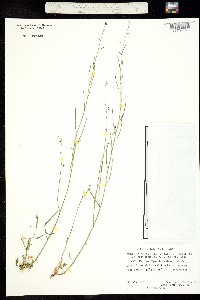Image of Pennellia patens