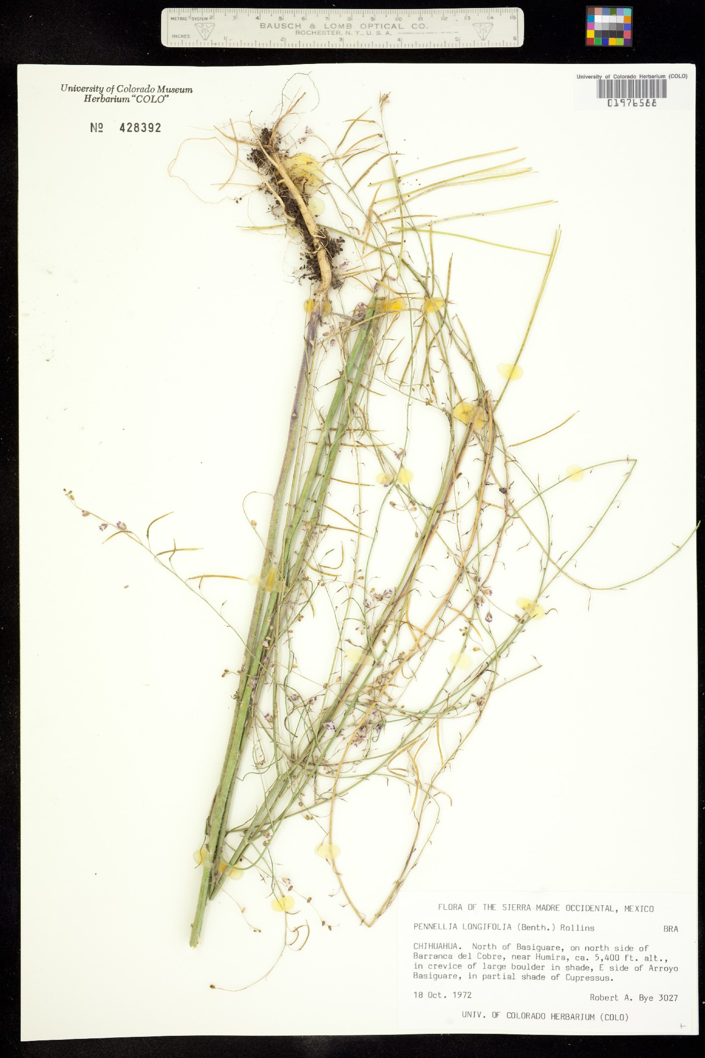 Pennellia longifolia image