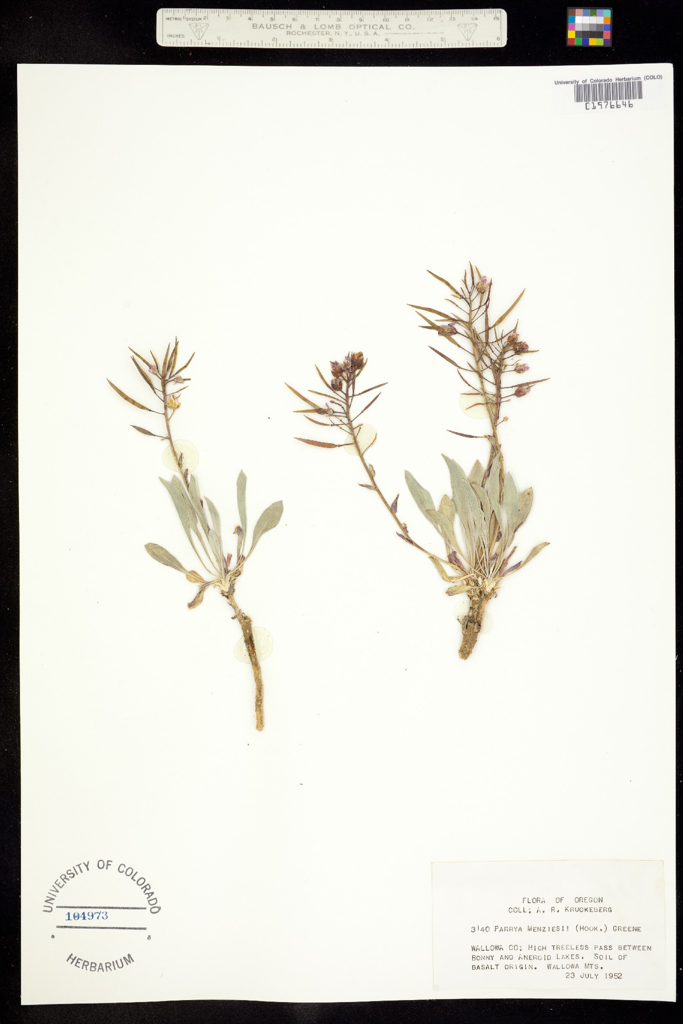 Phoenicaulis cheiranthoides image