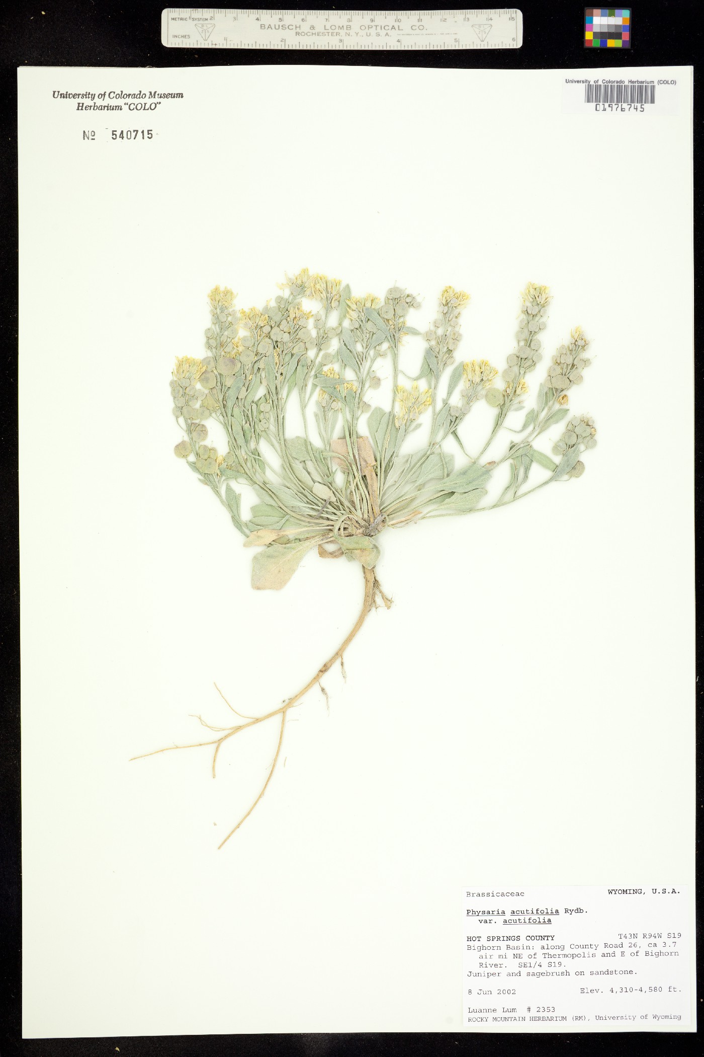 Physaria acutifolia image