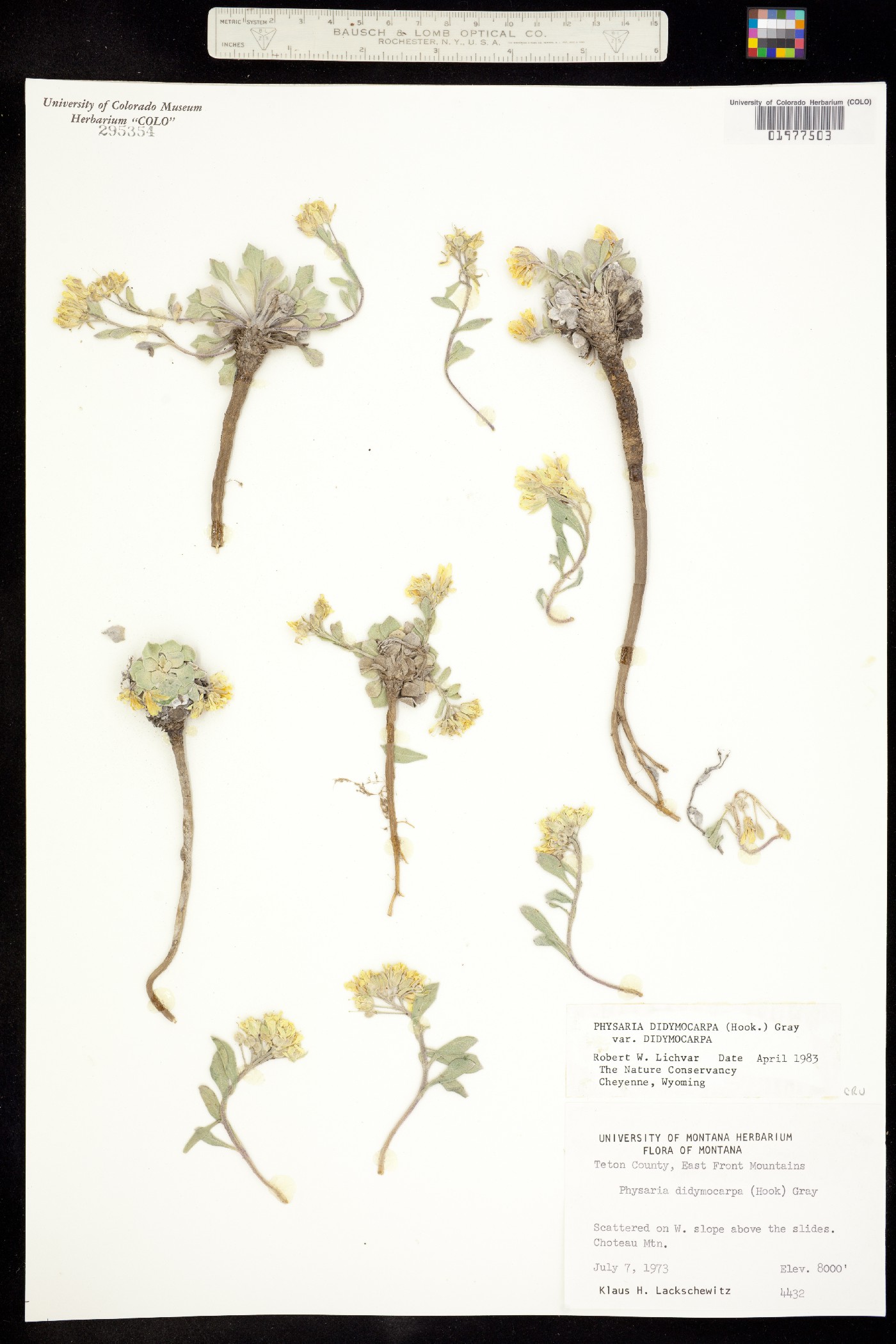Physaria didymocarpa image