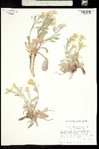 Physaria integrifolia image