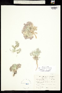 Physaria lepidota ssp. membranacea image