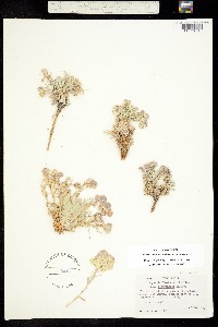 Physaria lepidota ssp. membranacea image