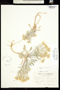 Image of Physaria lepidota