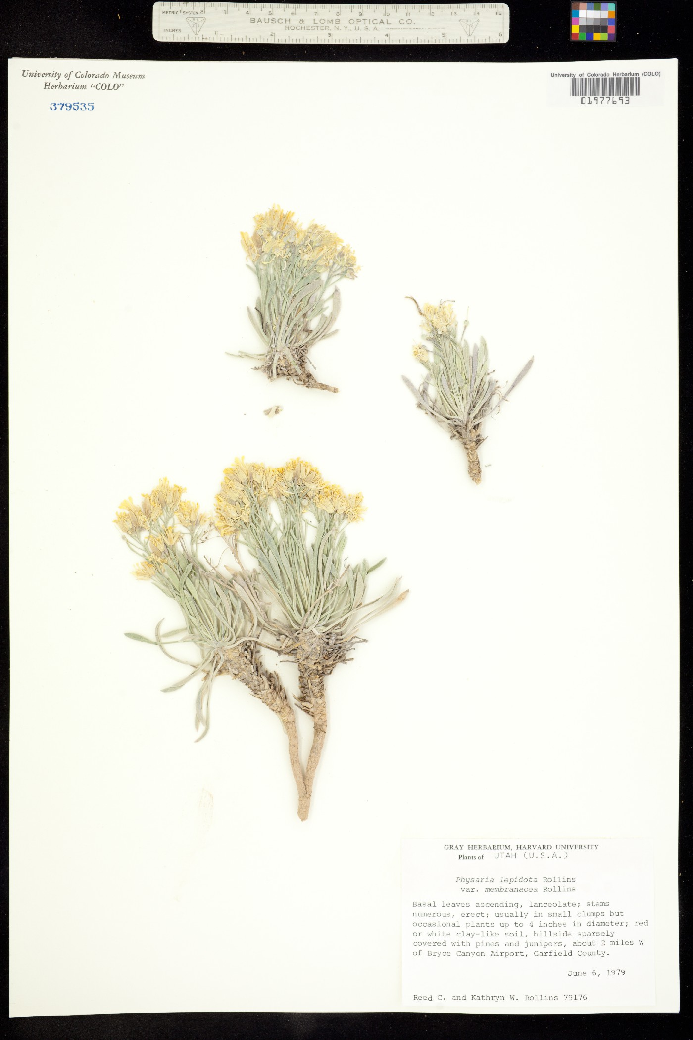 Physaria lepidota var. membranacea image