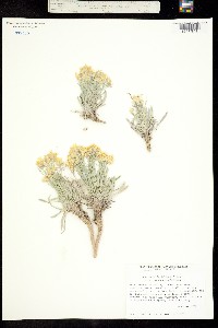 Physaria lepidota var. membranacea image