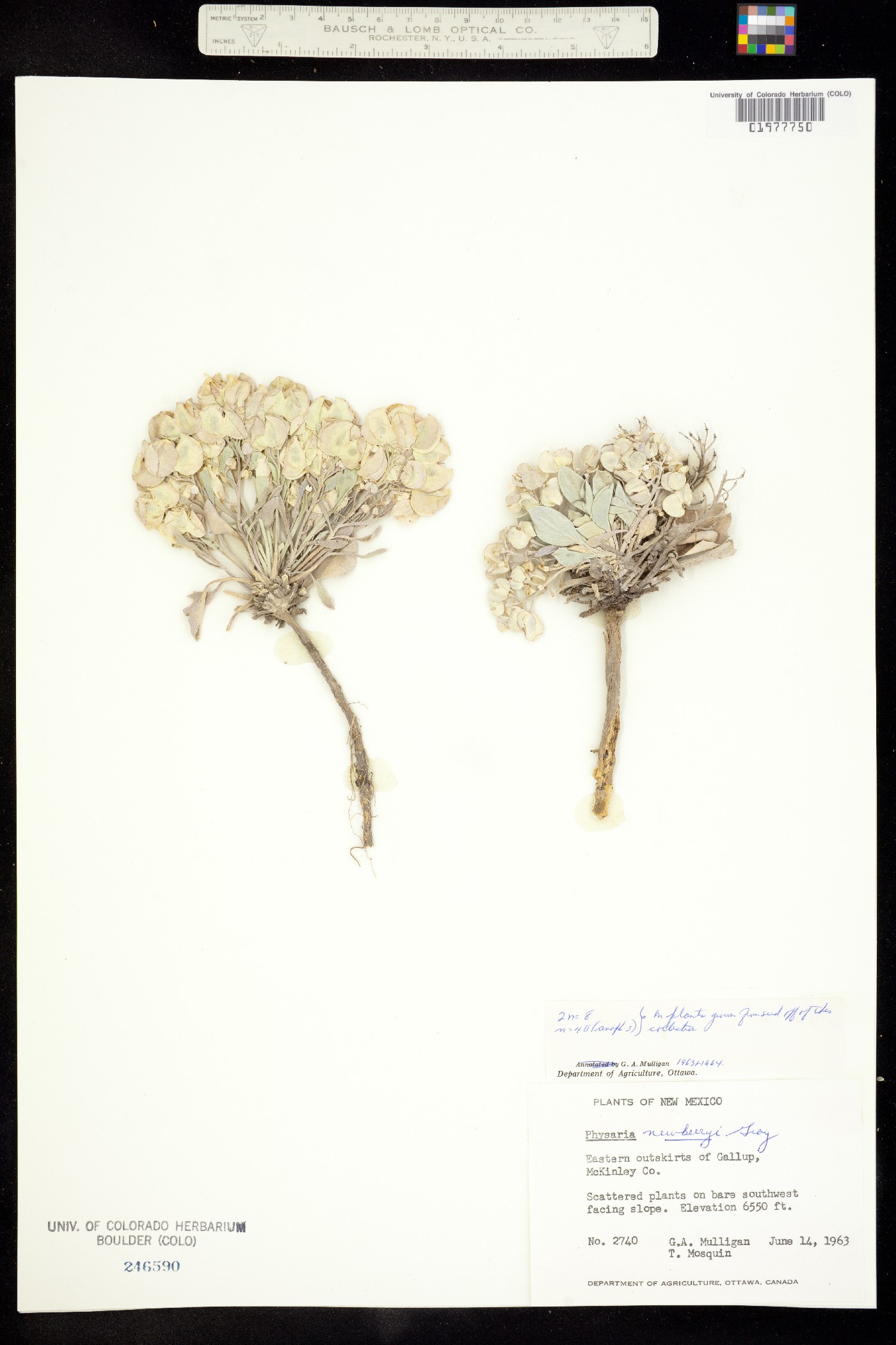 Physaria newberryi image