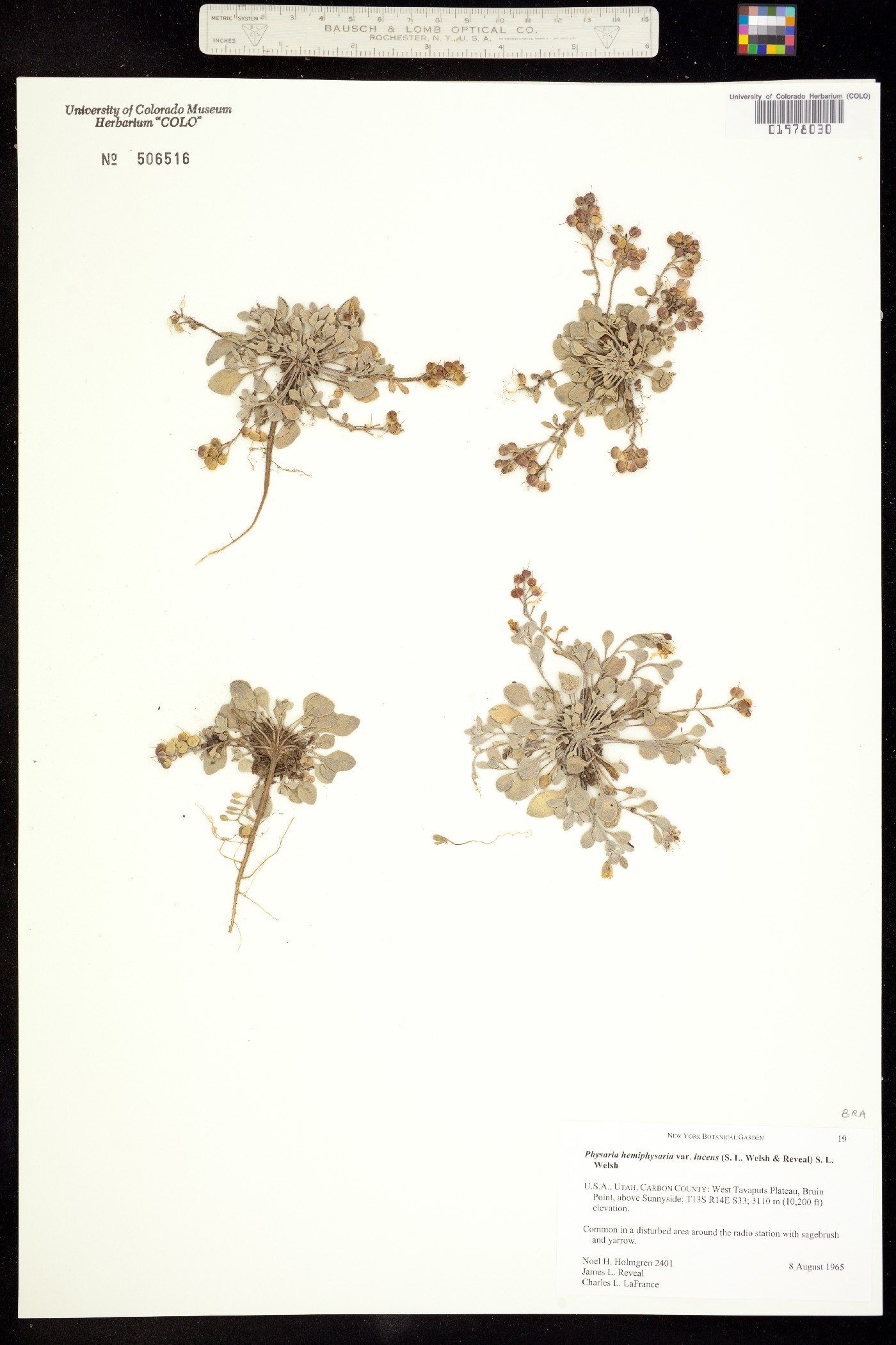 Physaria hemiphysaria var. lucens image