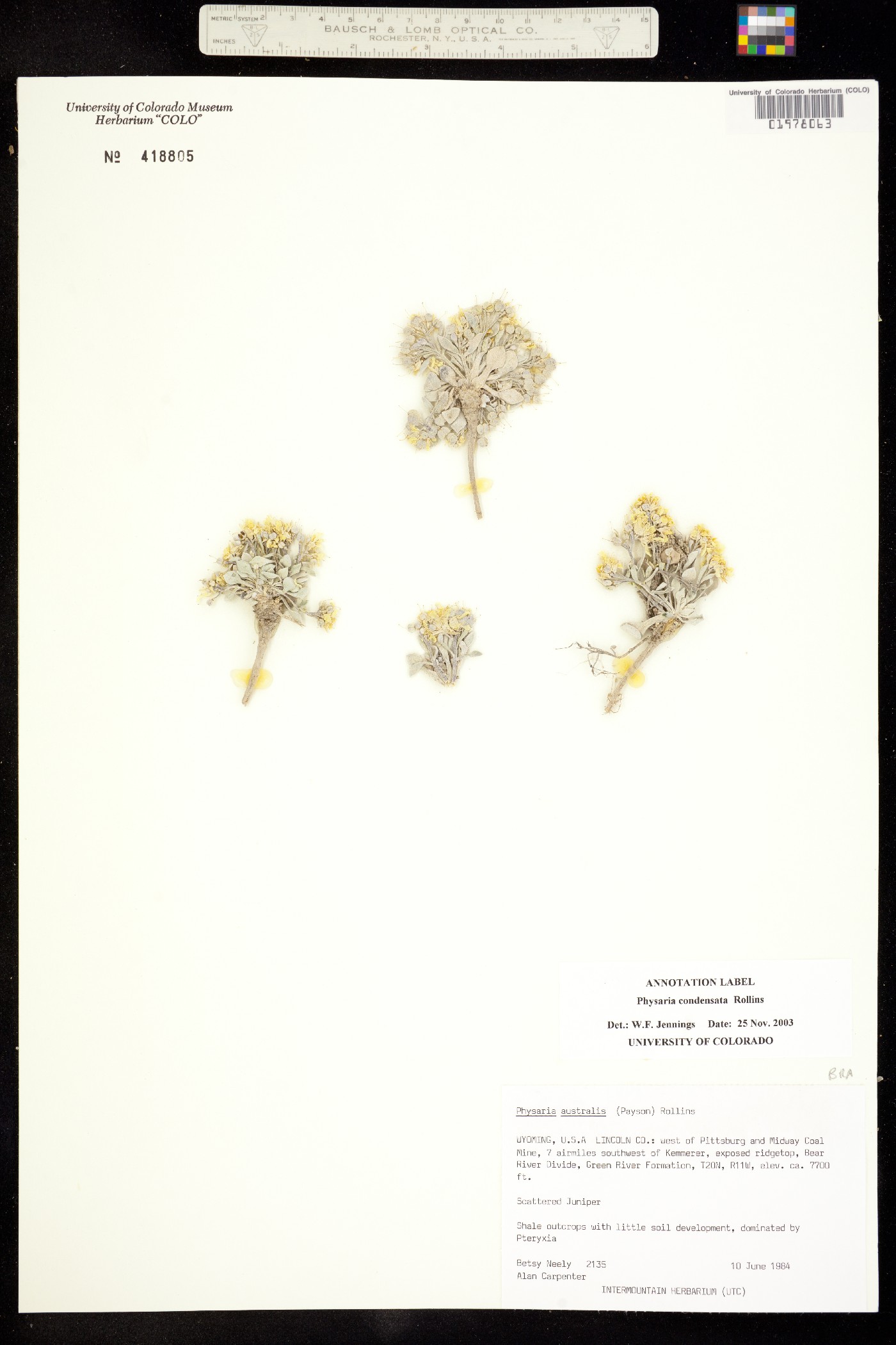 Physaria australis image