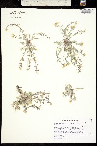 Image of Physaria cobrensis
