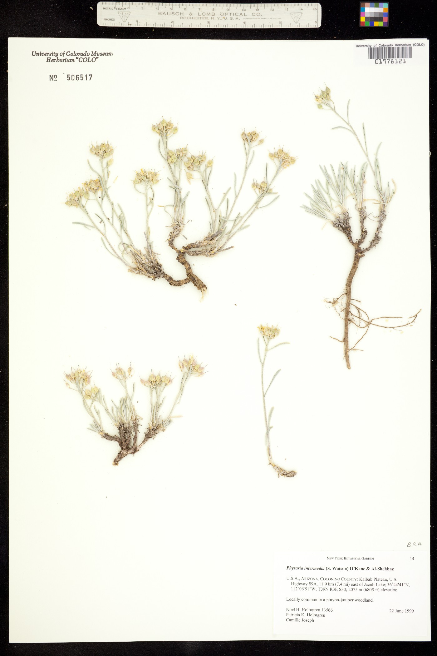 Physaria intermedia image