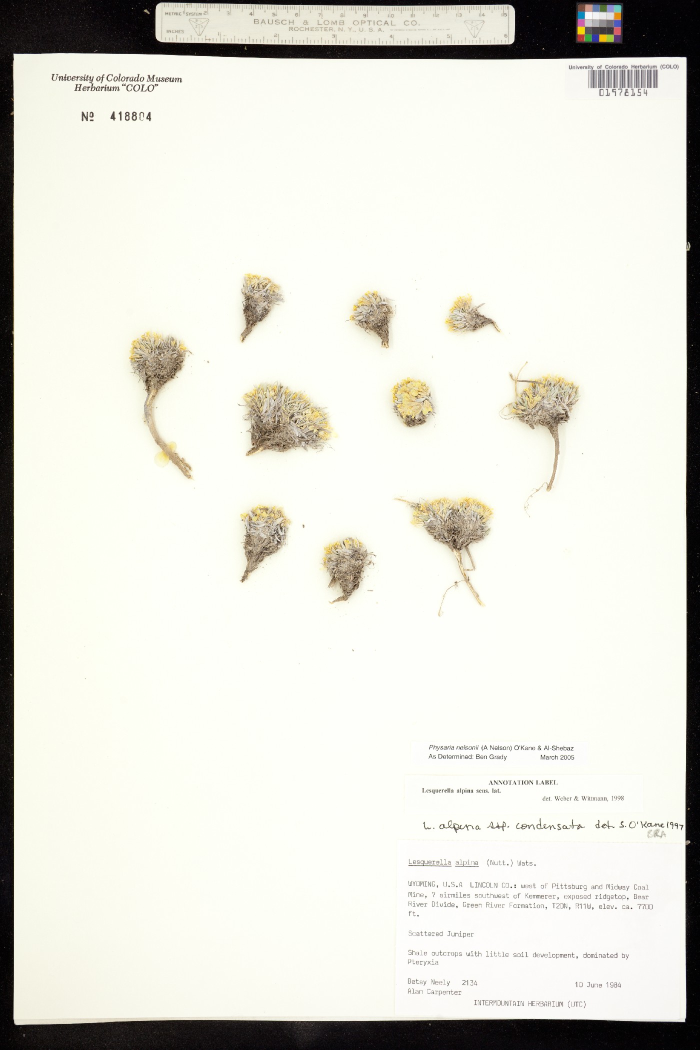 Physaria nelsonii image