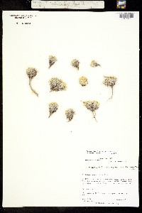 Physaria nelsonii image
