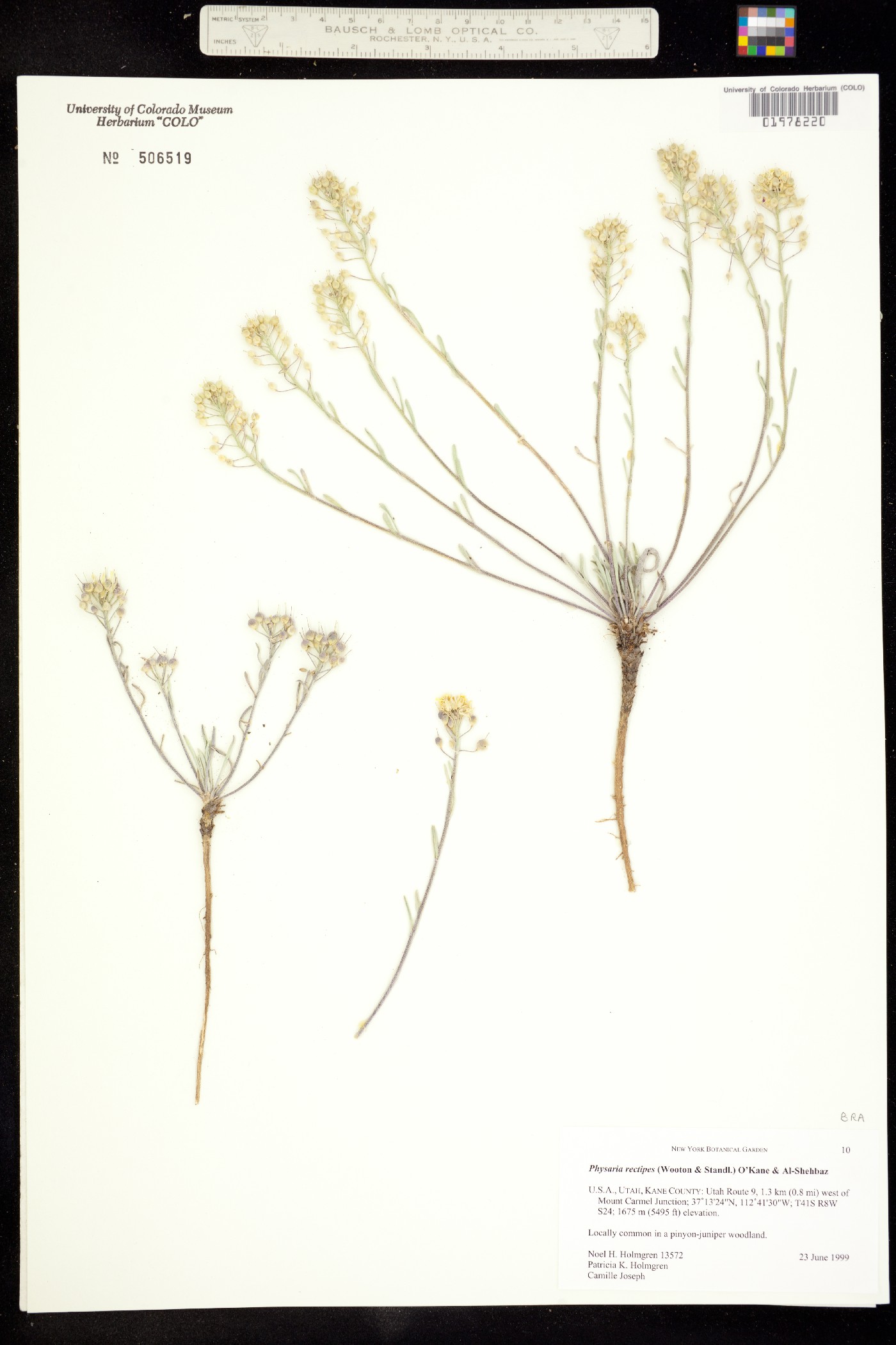 Physaria rectipes image