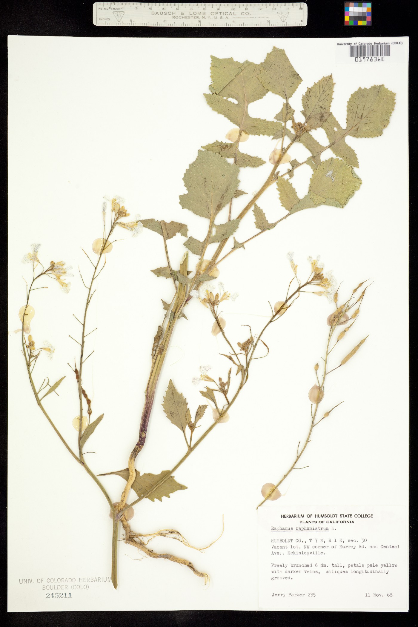 Raphanus raphanistrum image