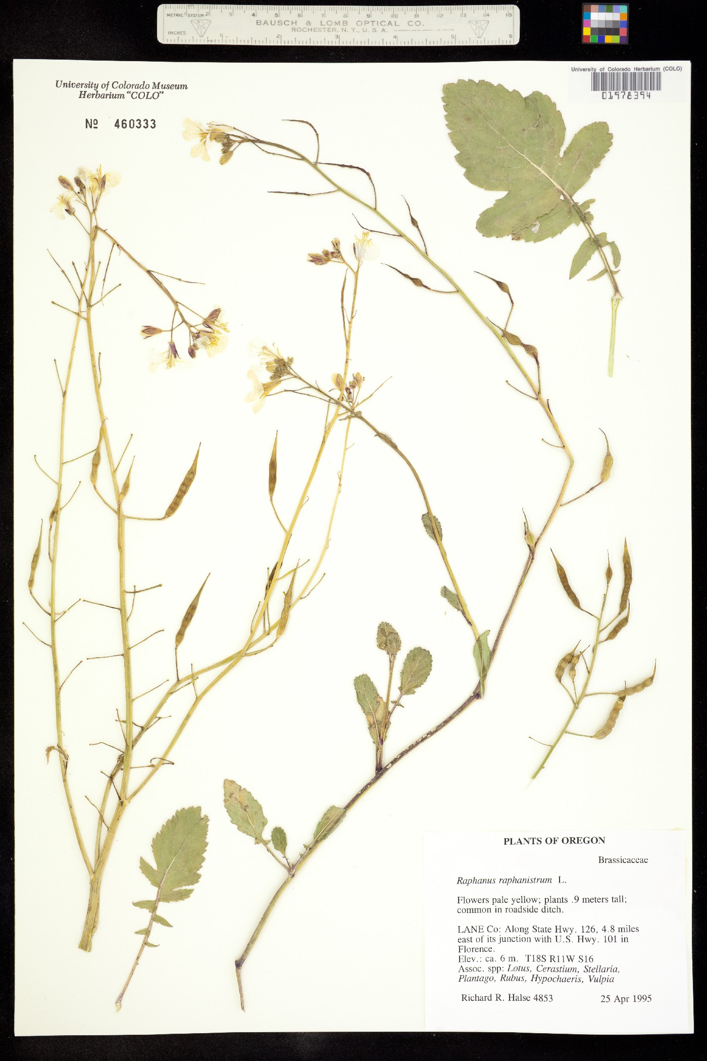 Raphanus raphanistrum image