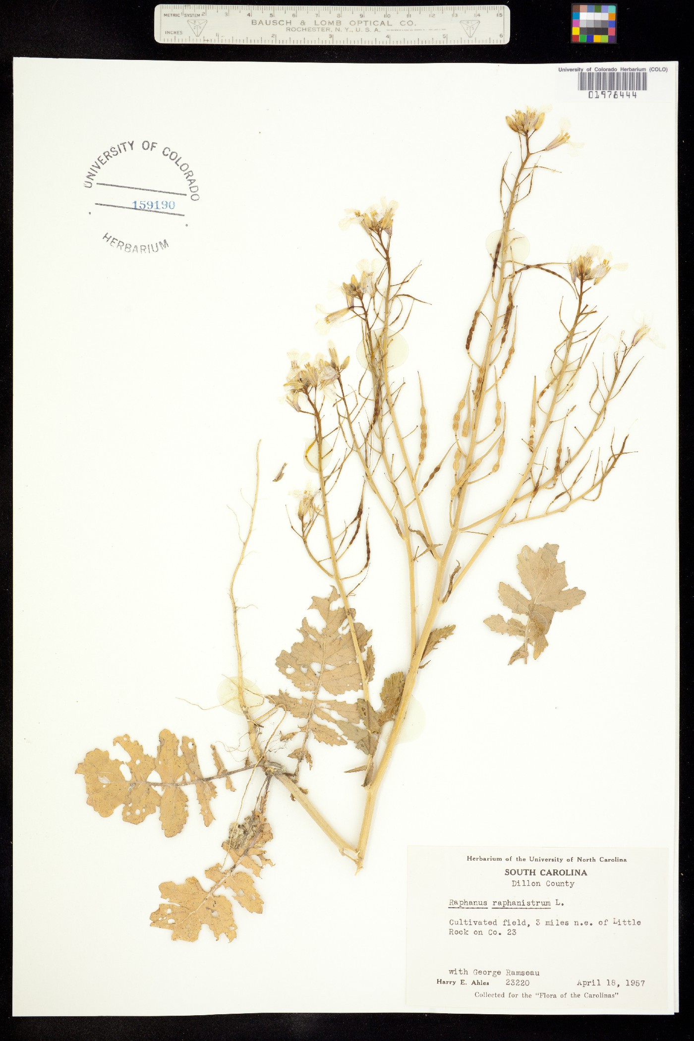 Raphanus raphanistrum image
