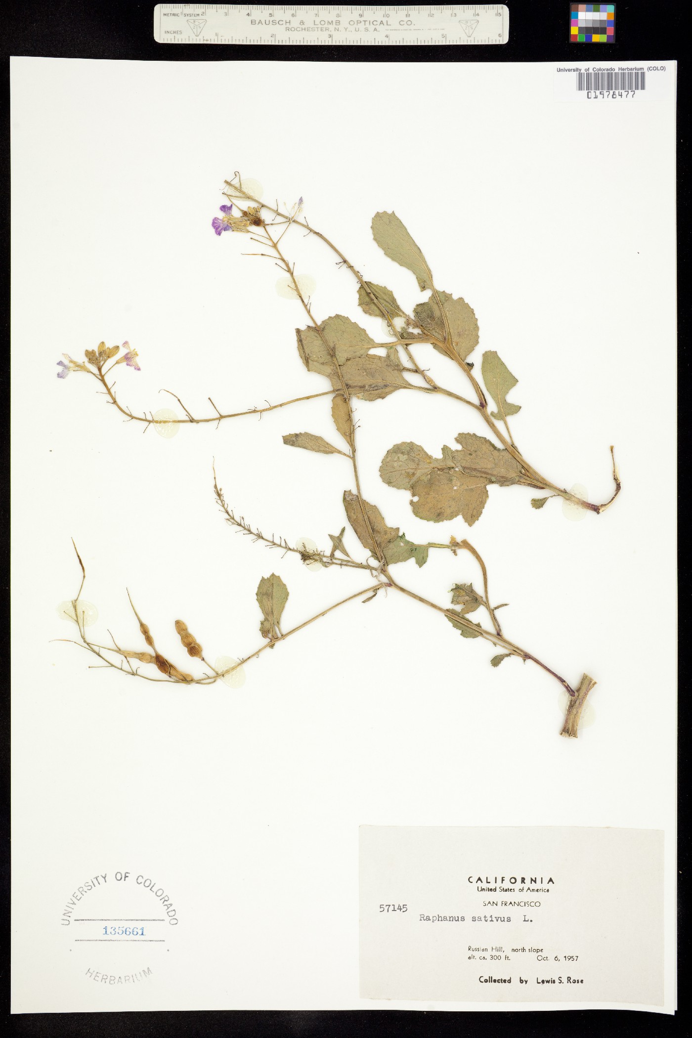 Raphanus sativus image