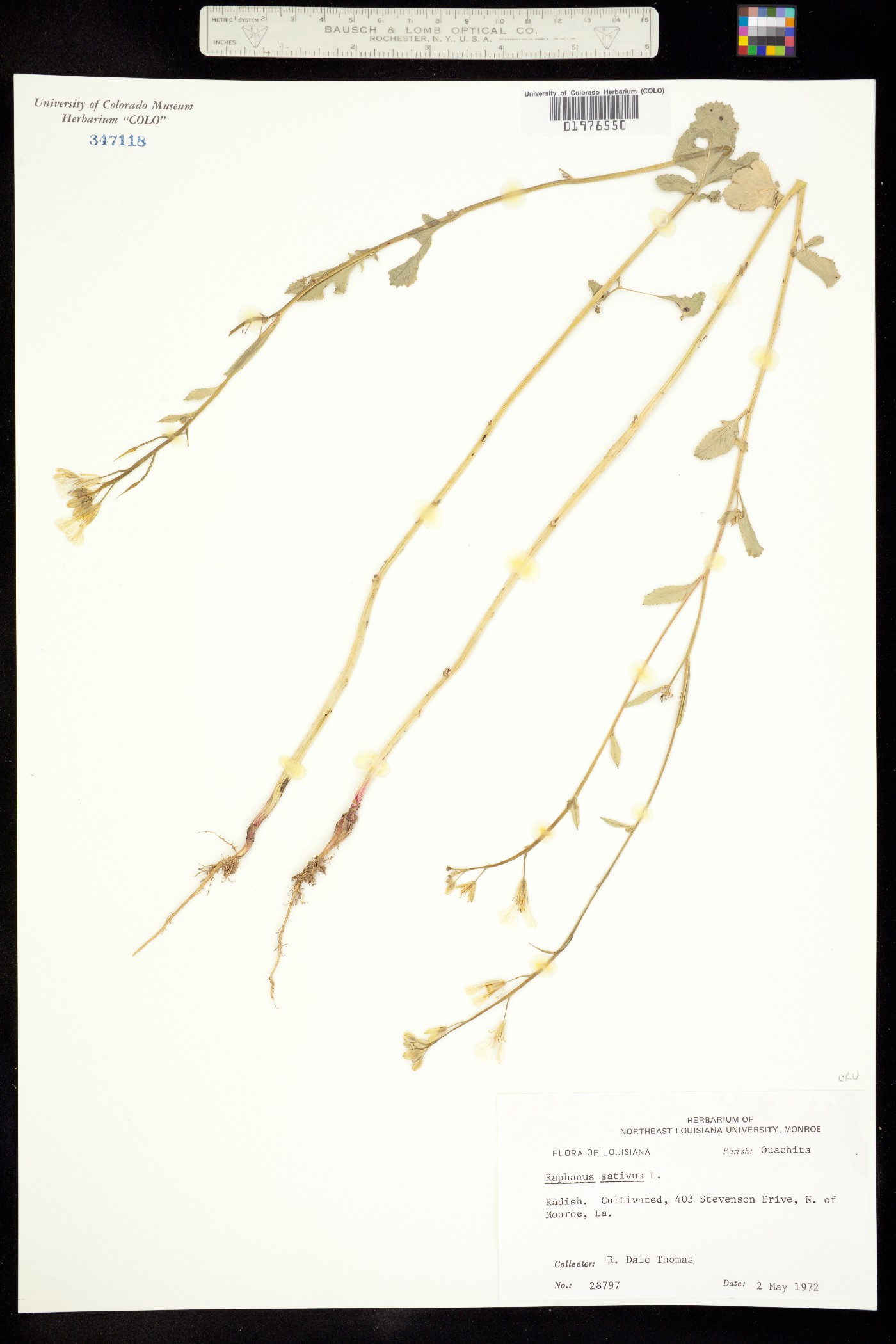 Raphanus sativus image