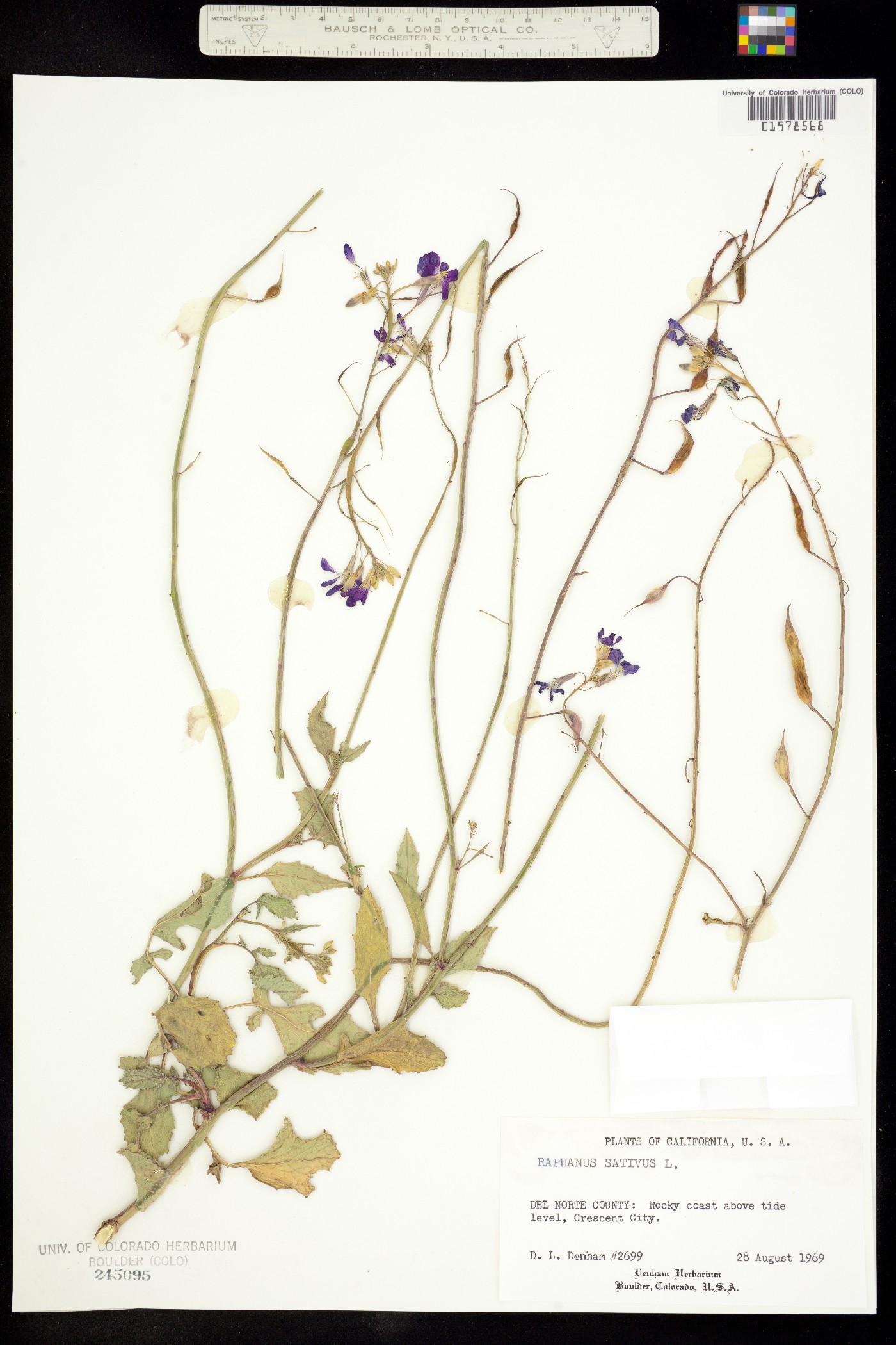 Raphanus sativus image