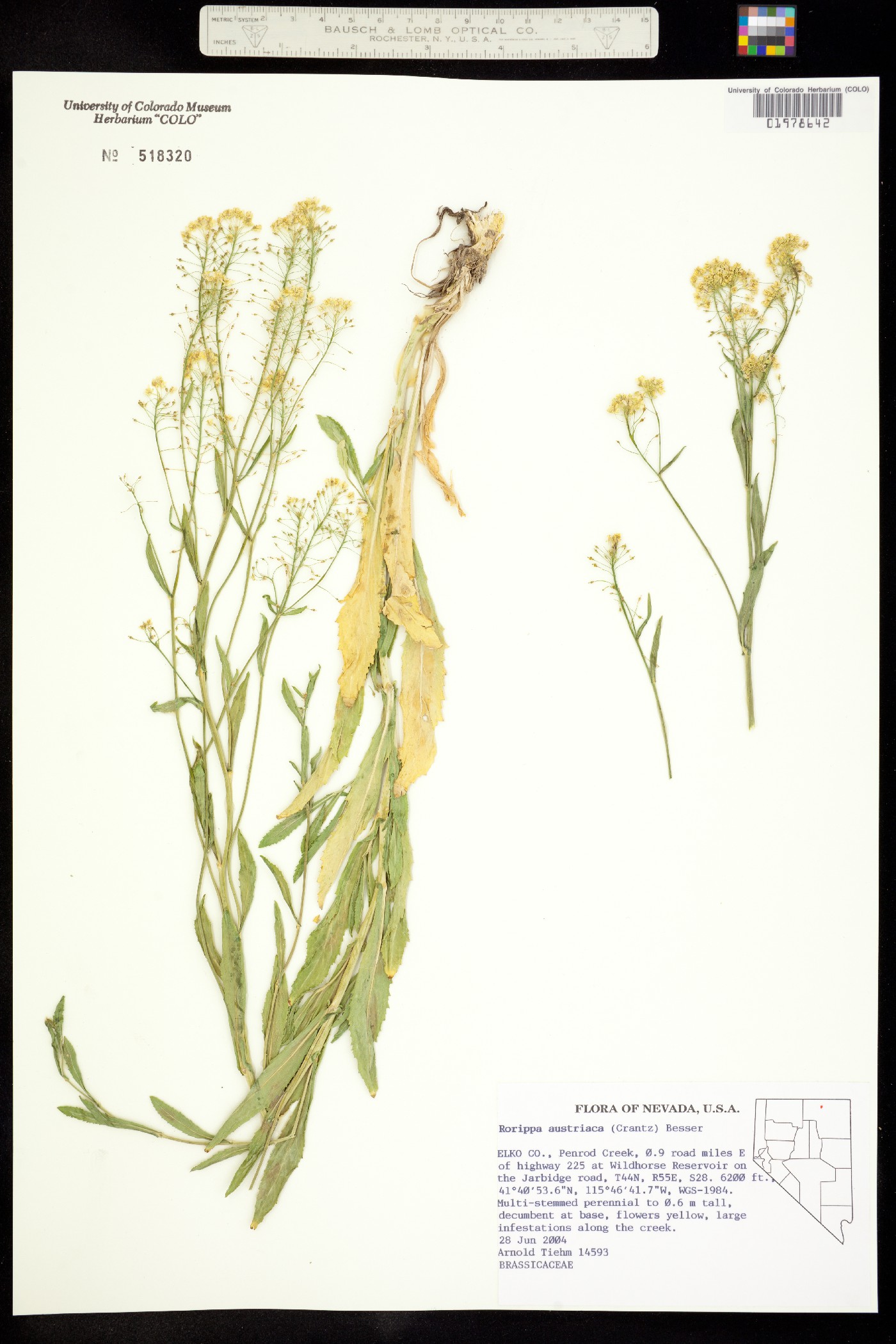 Rorippa austriaca image