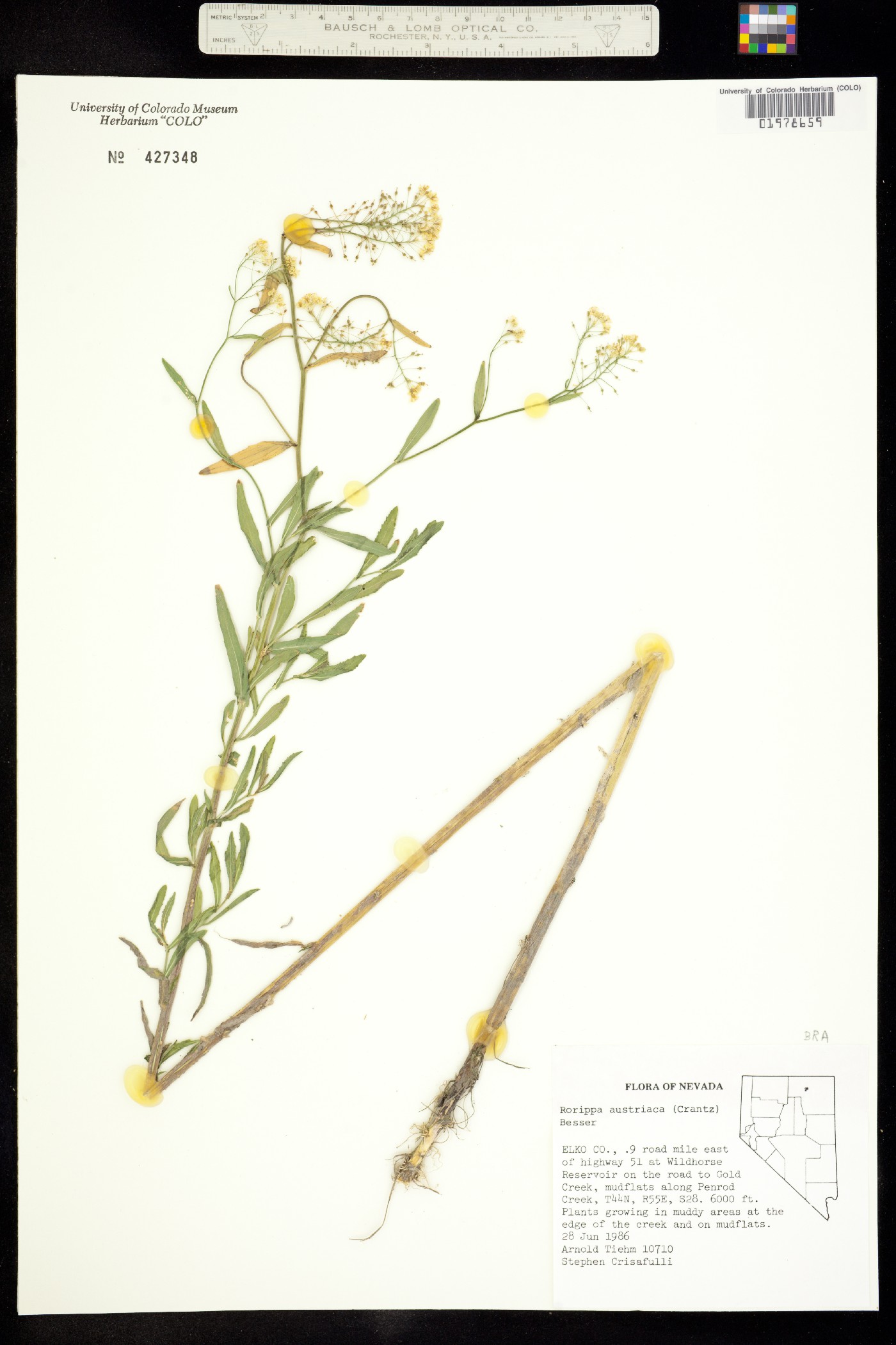 Rorippa austriaca image