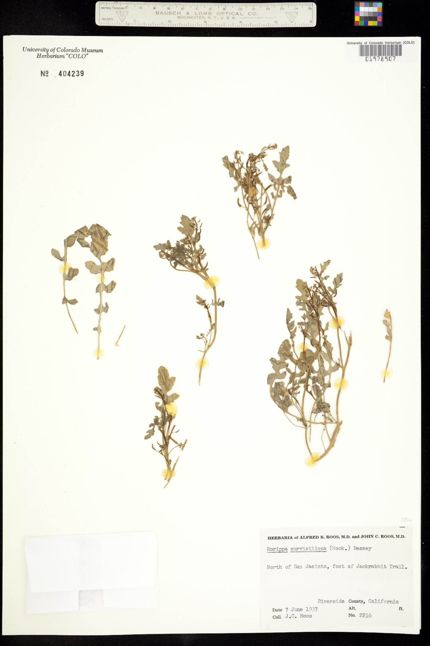 Rorippa curvisiliqua image