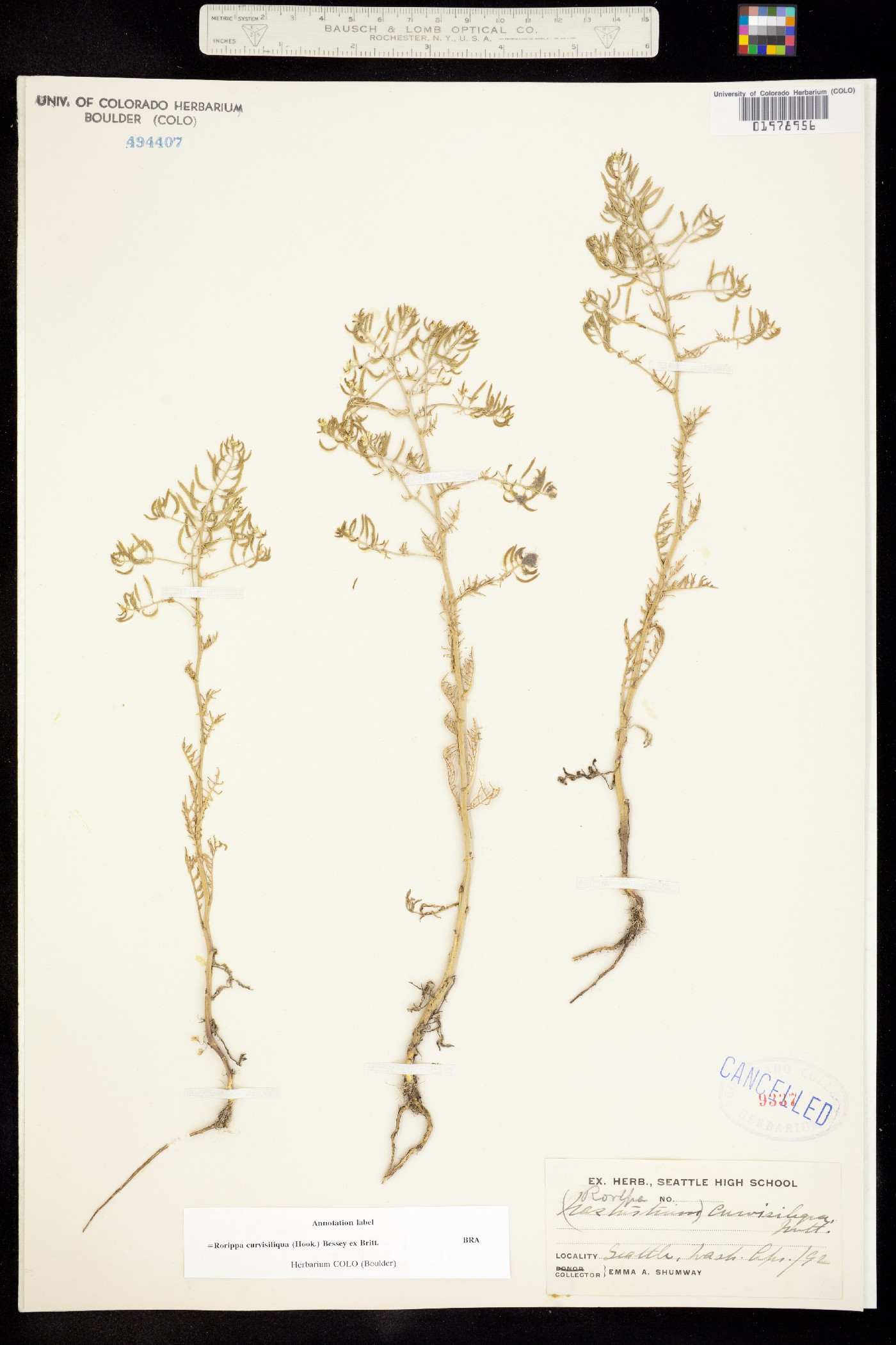 Rorippa curvisiliqua image