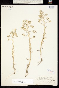 Rorippa curvisiliqua image