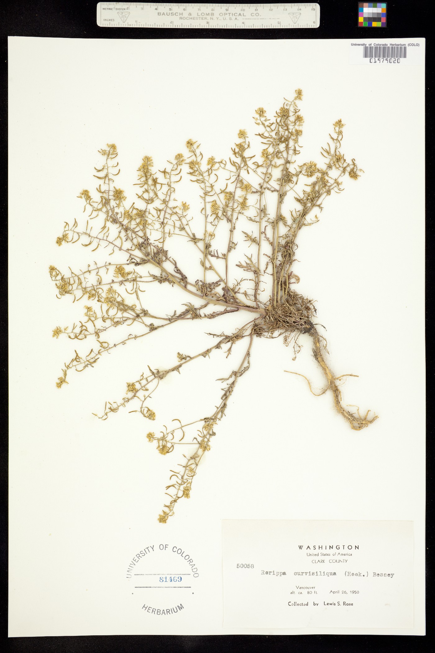 Rorippa curvisiliqua image
