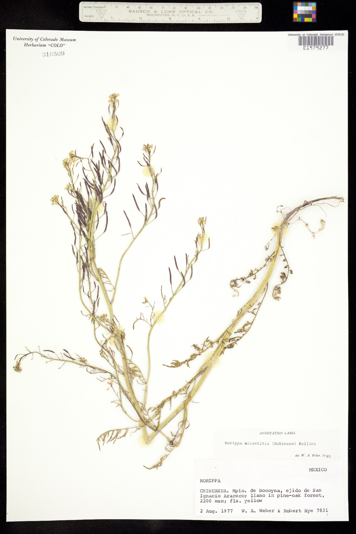 Rorippa microtitis image