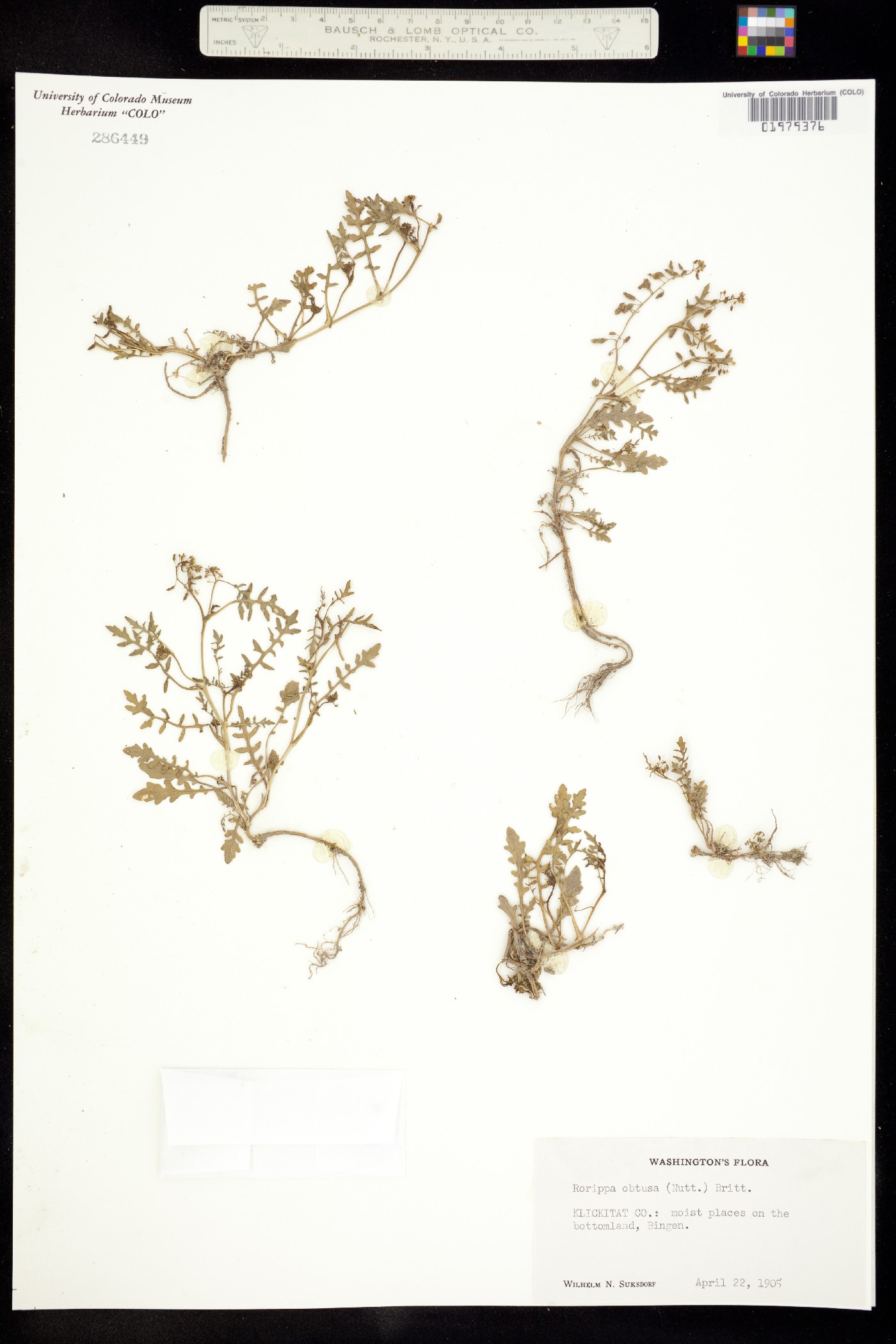 Rorippa teres image