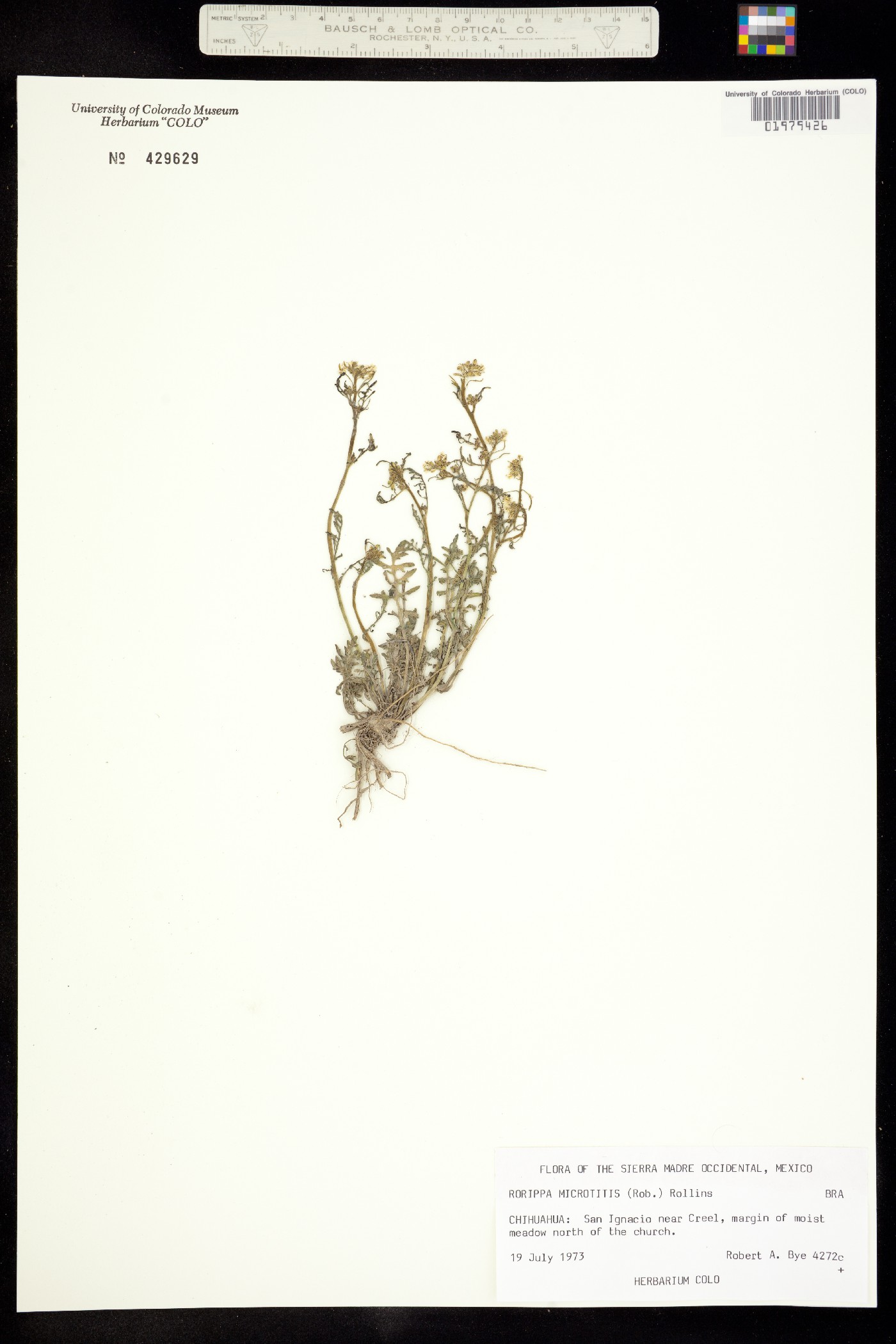 Rorippa microtitis image