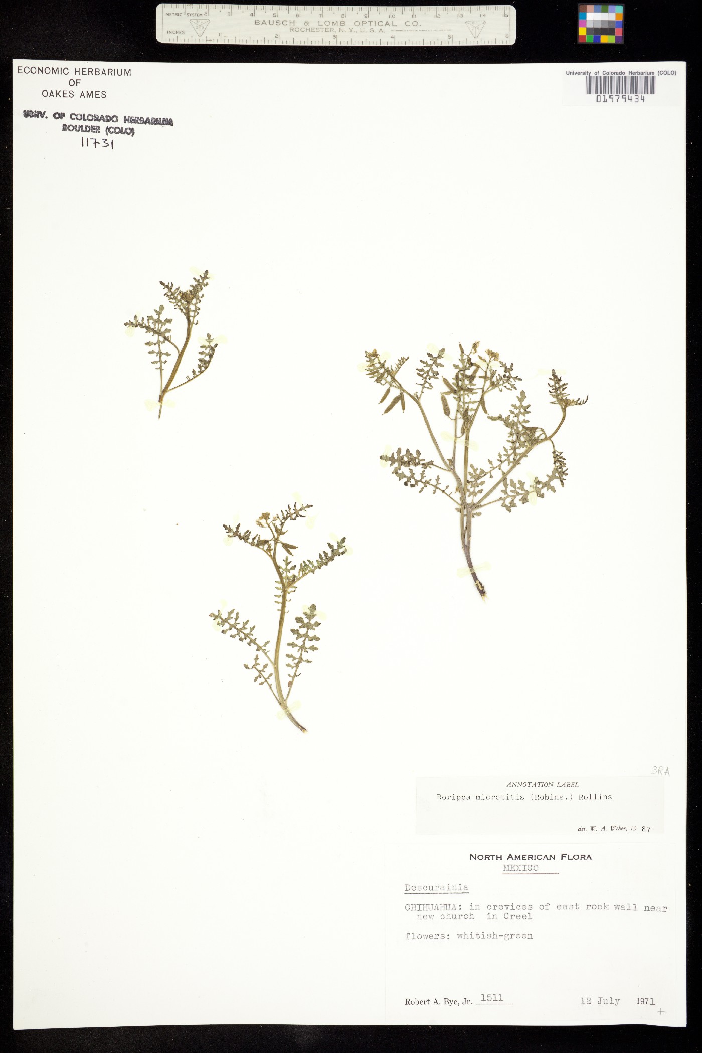 Rorippa microtitis image