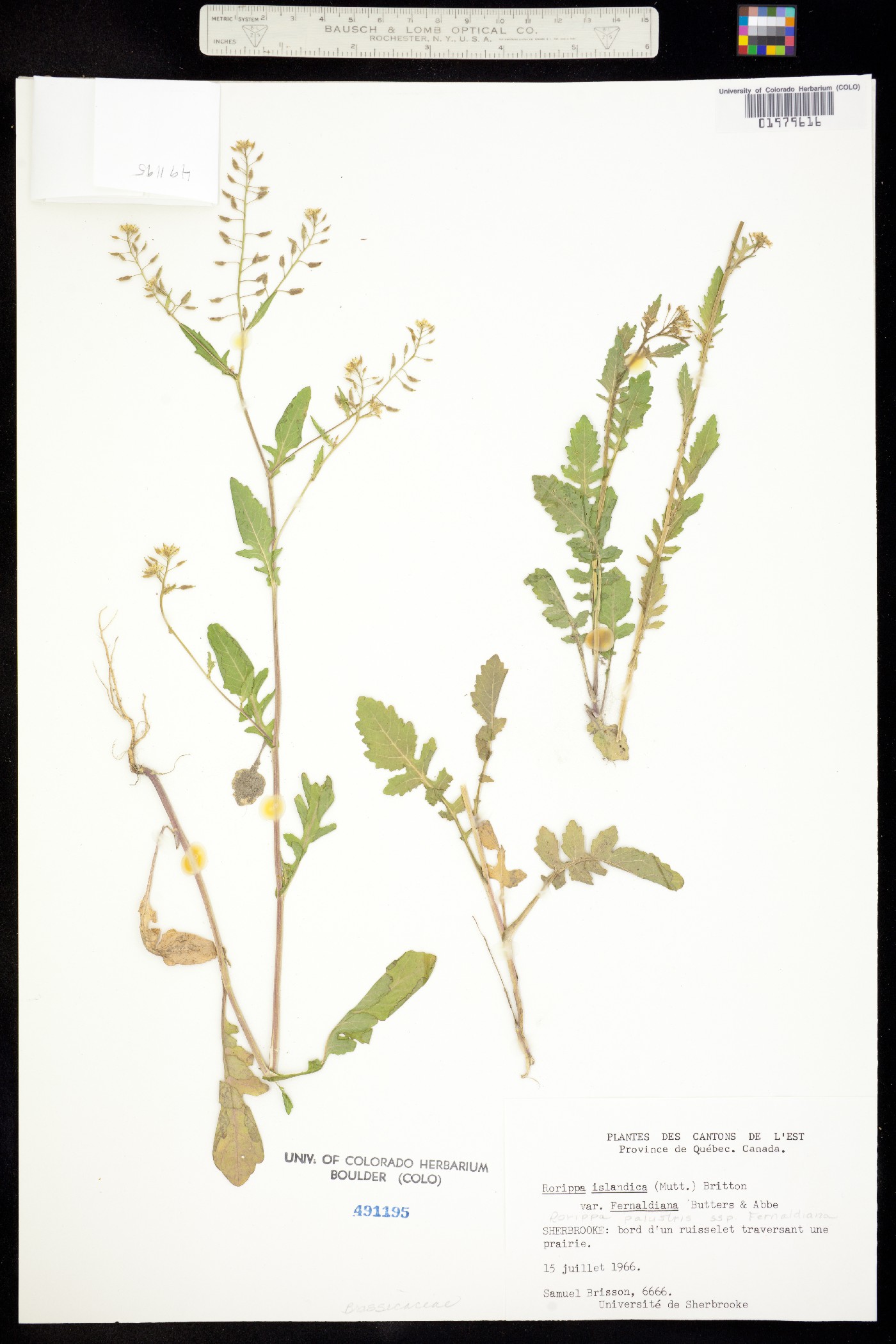 Rorippa islandica image